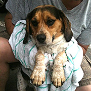 Appuyez Shelter to Soldier, un organisme qui entraîne des chiens abandonnés à devenir des compagnons pour des soldats blessés.