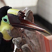 Un toucan au Costa Rica a besoin d’un nouveau bec!