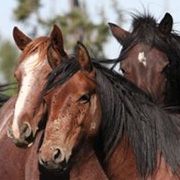 Appuyez The Wild Horses of Alberta Society, un organisme qui vient en aide aux chevaux sauvages. Faites un don ou adoptez un cheval!