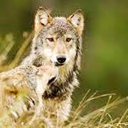 Aidez à protéger la Forêt du Grand Ours et ses habitants, particulièrement les loups de la Colombie-Britannique qui se font abattre. Apportez votre soutien dès aujourd'hui!