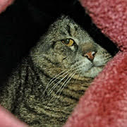 Aidez les chats de Minden, en Ontario! Minden Cat Angels est un groupe de bénévoles dévoués offrant un refuge, de la nourriture, et des soins de santé aux chats sans abri.