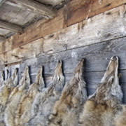 La société Canada Goose utilise de la fourrure de coyote. Signez cette pétition pour arrêter la cruauté envers les animaux au nom de la mode.