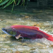 Arrêtons l'élevage de saumons malades. Signez la pétition dès aujourd'hui.