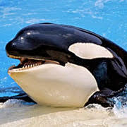 Aidez à libérer les orques en captivité. Signez cette pétition de l'Ontario.