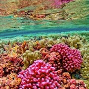 Les barrières de corail sont l’un des écosystèmes les plus précieux et fragiles de la terre. Il est temps que le Canada les protège. Signez ici pour les protéger.