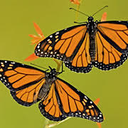 Sauvez le monarque, un papillon menacé par l'agriculture intensive. Signez la pétition dès maintenant!