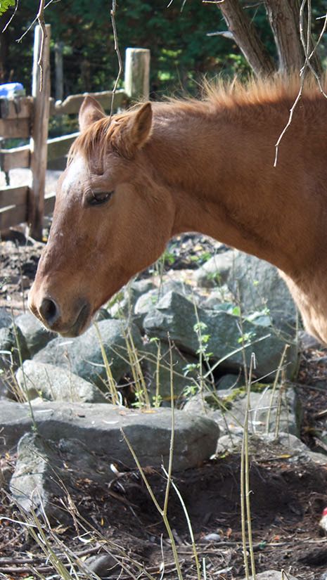 Un des nombreux chevaux sauvés par le Refuge RR qui a besoin de soins particuliers