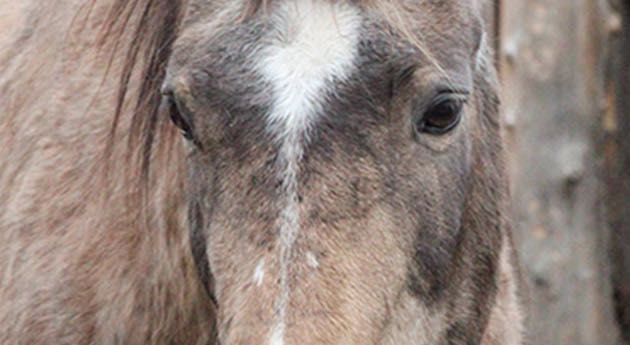À 29 ans, Baily est un des plus vieux chevaux habitant le refuge
