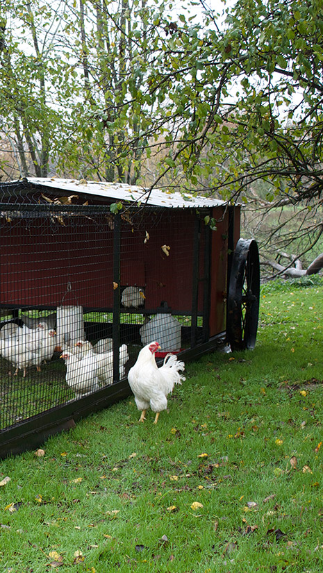 Avec un poulailler amovible, les poules ont accès au gazon frais et nourrissent la terre tout en étant à l’abri des prédateurs