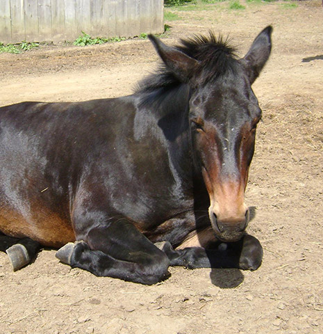 Hummer est une des plus grandes mules du sanctuaire. Une mule est issue du croisement entre un âne et une jument