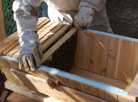 Une ruche écologique est plus petite qu’une ruche commerciale, donc les abeilles y produisent moins de miel
