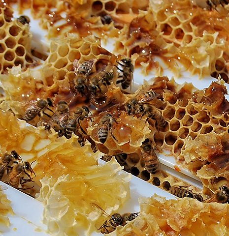 Les abeilles produisent une cire pour fabriquer les rayons où sont entreposés les oeufs et le miel