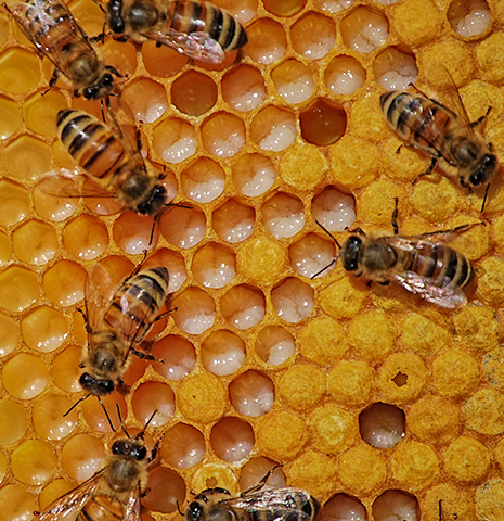 Les abeilles nourrissent les larves avec du miel et en font provision pour les longs mois d’hiver