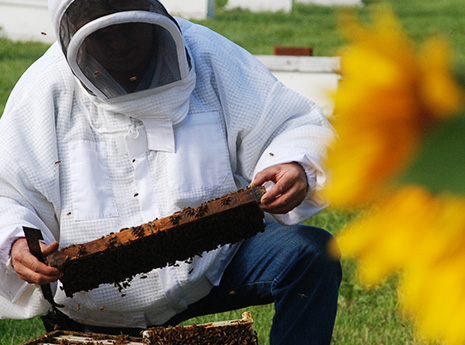 Le vêtement d’apiculteur doit être de couleur claire, blanc de préférence, puisque cela apaise les abeilles